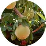 Вытяжка плодов баобаба содержится в средстве Гуарчибао